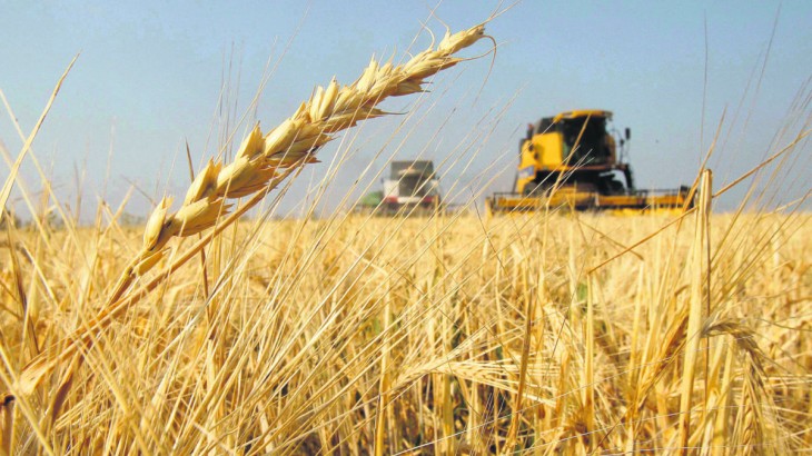 Retenciones más bajas y trigo histórico: el campo ve señales de recuperación